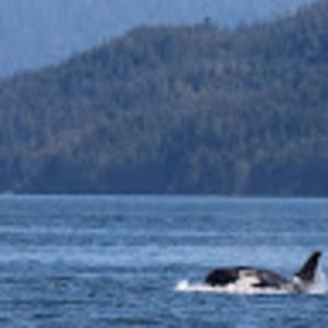 Meet your Posher, Ken